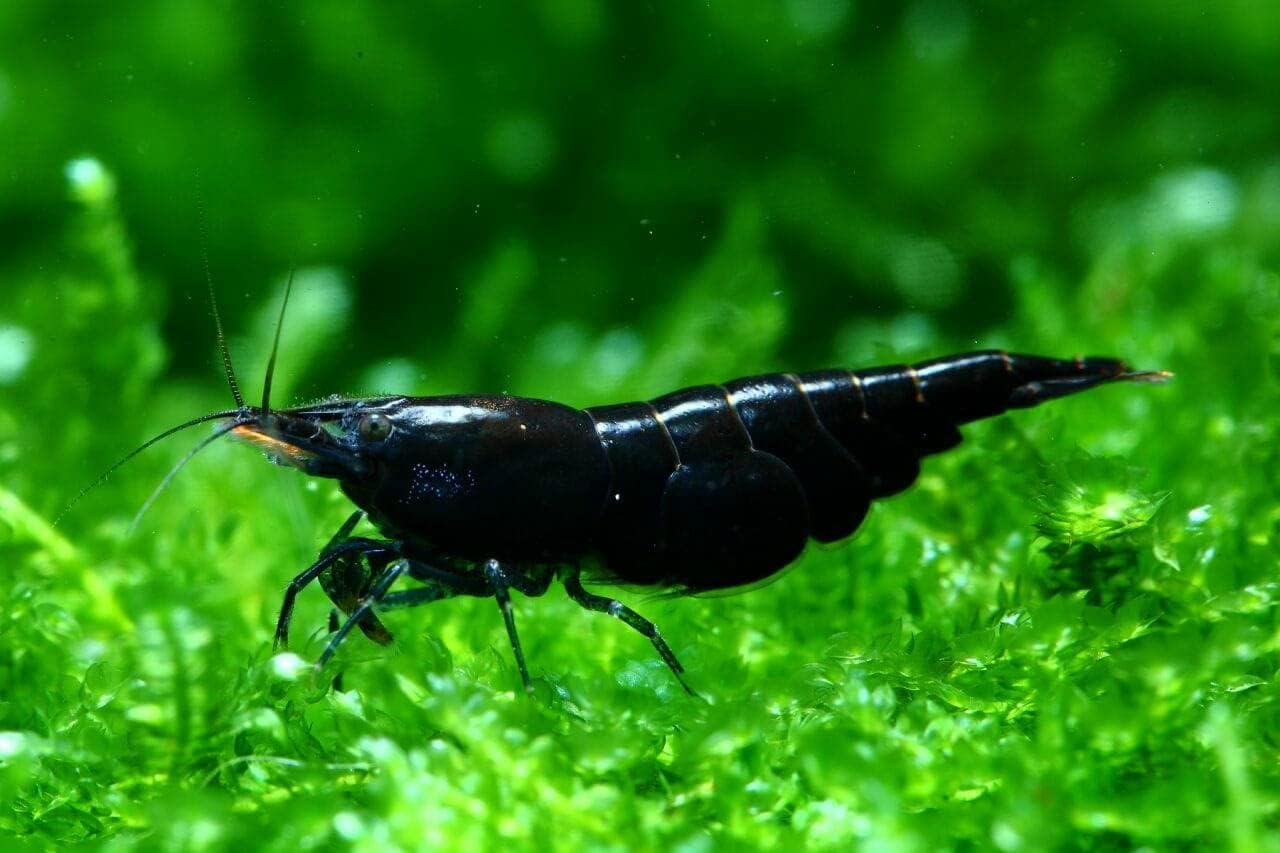 Swimming Creatures™ Premium Neocaridina Shrimp – Fun Two-Color Combo for a Vibrant Aquarium (5 Black 5 Snow)