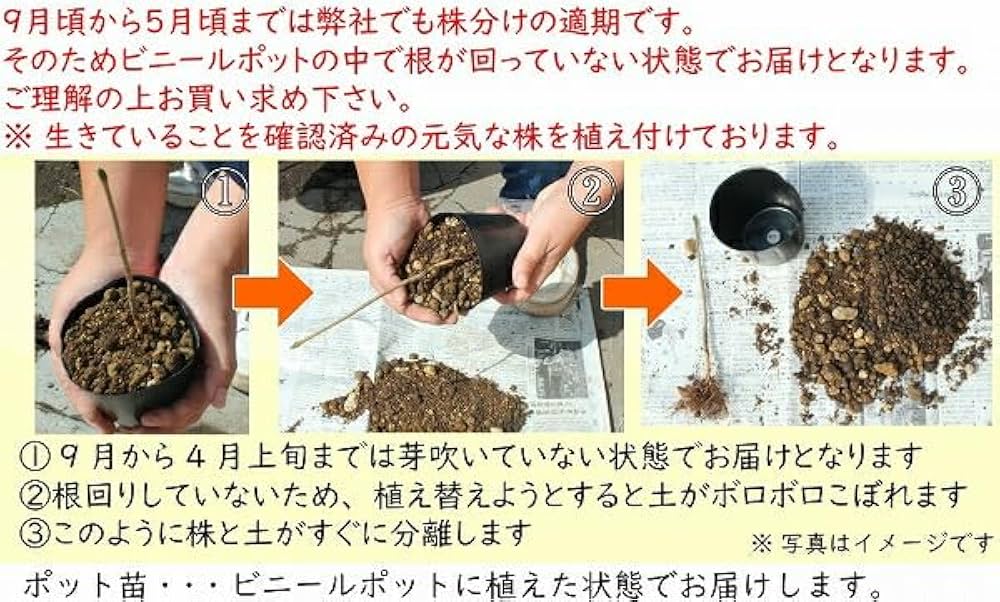 山採りクロモジ苗木 和ハーブ 香り◎ 約140cm 2 クロモジ 苗木 販売 トオヤマグリーン