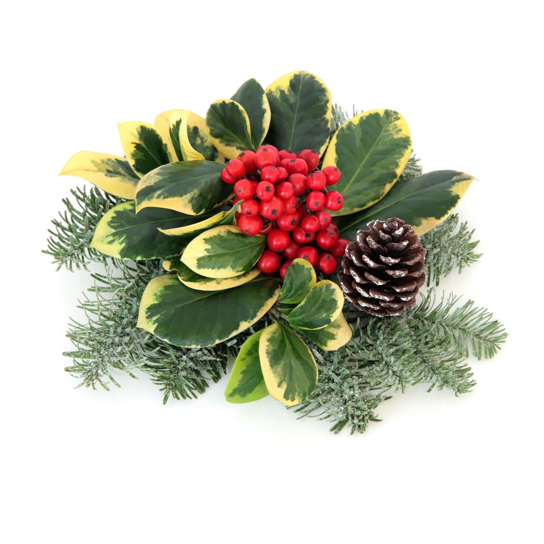 Agrifoglio Variegato Pianta Ornamentale vaso 22 cm | Ilex Aquifolium arbusto sempreverde - Altezza 70 – 80 cm