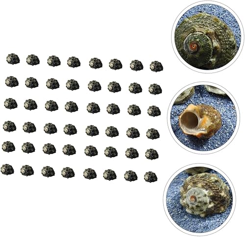 Miniatura 4 de NOLITOY 200 piezas de decoración de caracol de siete estrellas, decoración de escritorio de trabajo, decoración de escritorio de oficina, accesorio