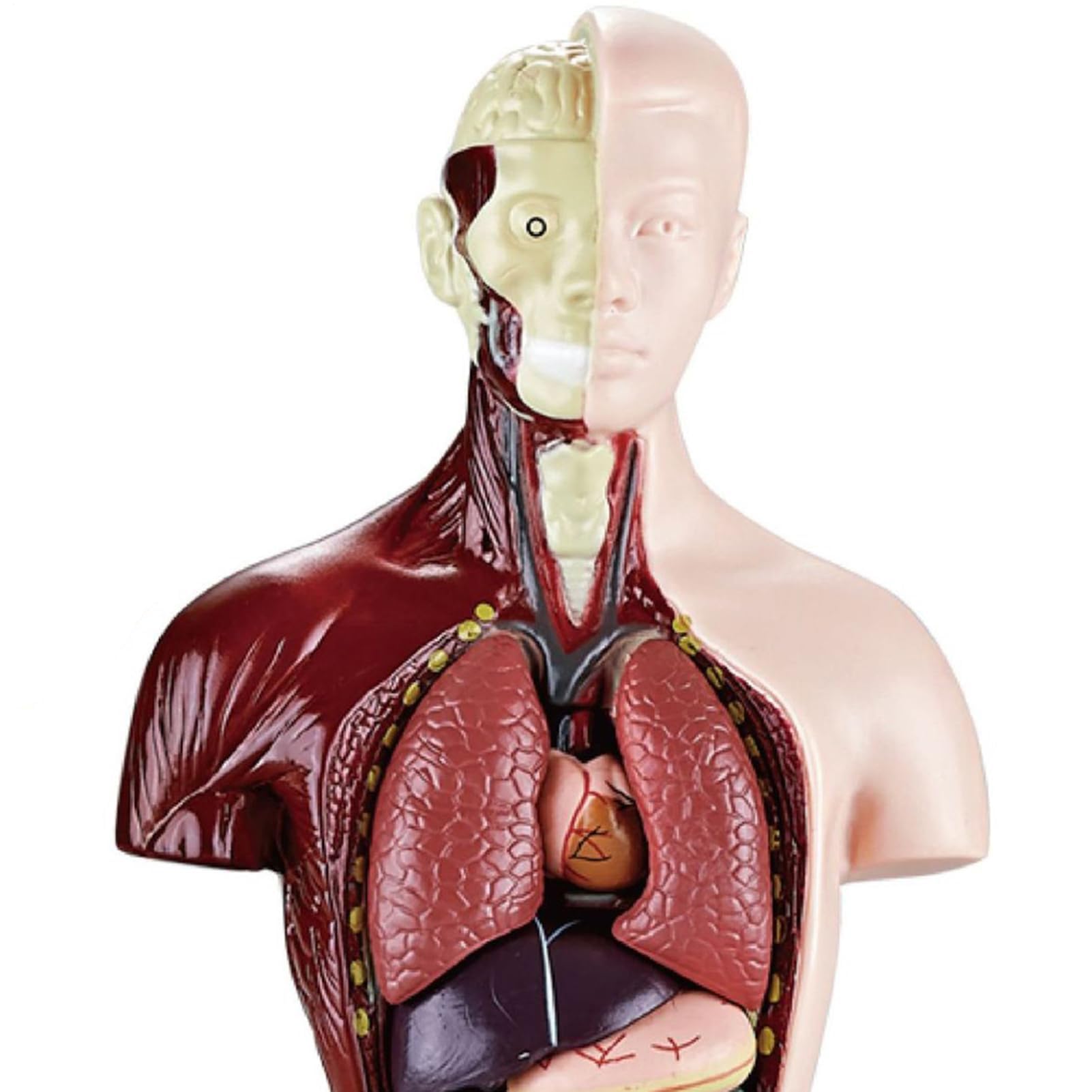 Model anatomii ciała człowieka, realistyczny zestaw do nauki, interaktywne narzędzie do nauki anatomii, model szkieletu w stylu akademickim, materiał edukacyjny dla uczniów szkół i nauczycieli domowyc
