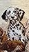 RIOLIS - Puppies 2221, Dogs Cross Stitch Kits 15¾