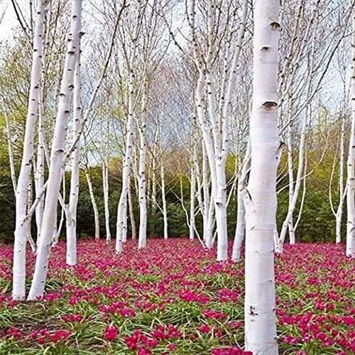 QAUZUY GARDEN White Paper Birch Tree Seeds (Betula papyrifera) 50+Seeds Canoe Birch Seeds Stunning Fall Color Tree Hardy Fast-Growing Low-Maintenance - Thumbnail 3