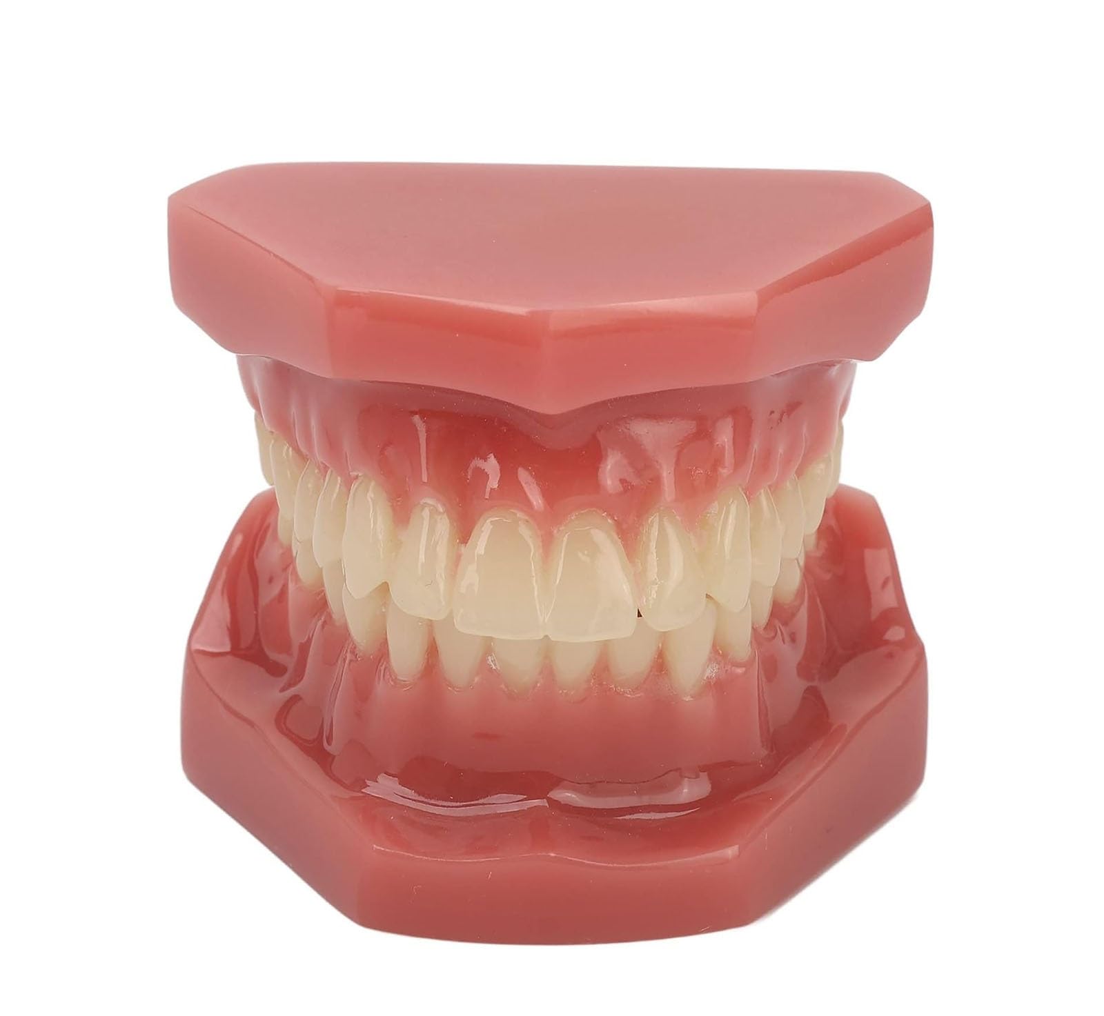 Dental Zähne Modell 28 Zähne, wiederverwendbare Erwachsene kieferorthopädische Dental Demonstration Model Resin Training, für Zahnmedizinstudenten Studie, Lehrer Lehrmittel