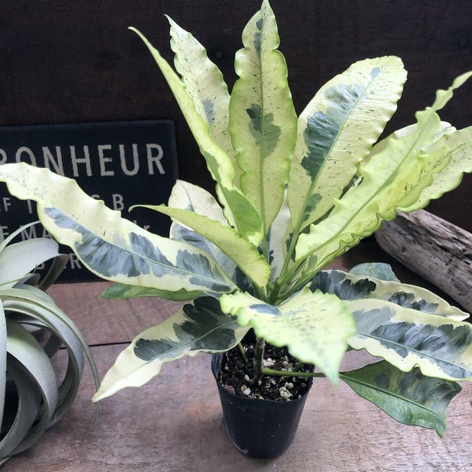 Amazon｜クロトン タマラ 観葉植物 幸せの木 インテリア｜観葉