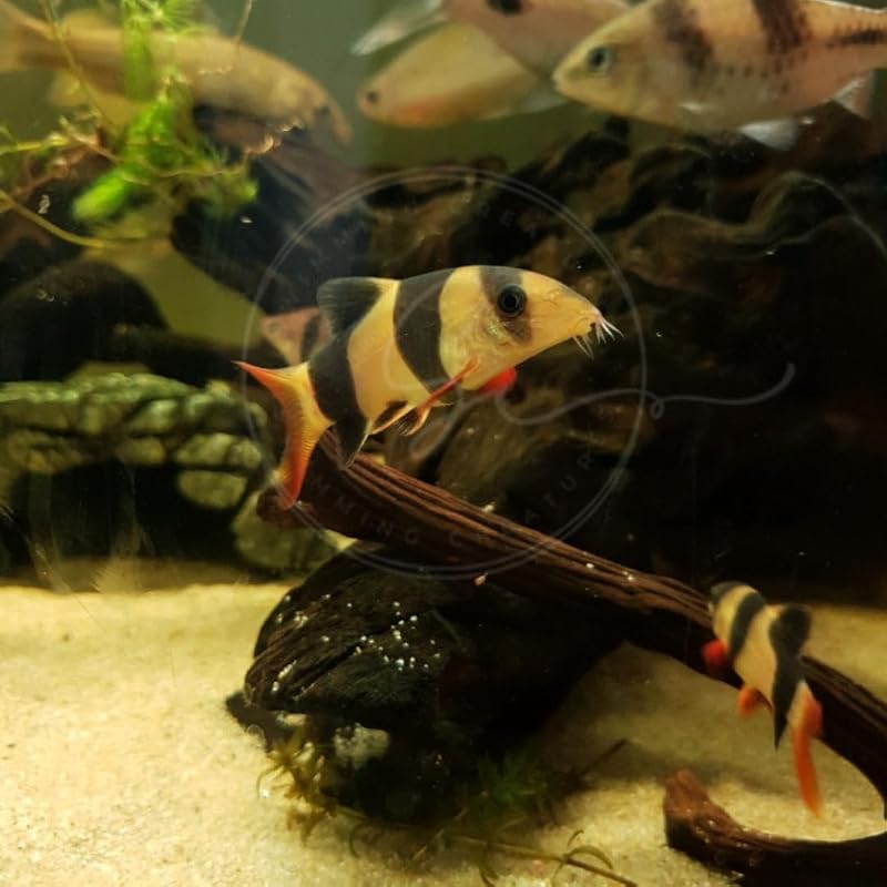 Botia-palhaço Swimming Creatures para Aquário de Água Doce, Peixe de Fundo com Listras Marcantes, Pacote com 3