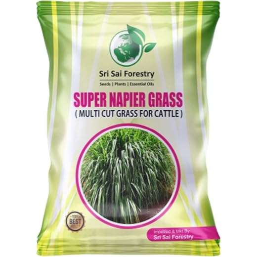 Super Napier Grass Seeds 1KG