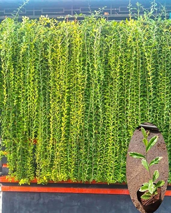 Growing Plants Curtain Creeper Live Plant, Parda Bel, Vernonia Creeper