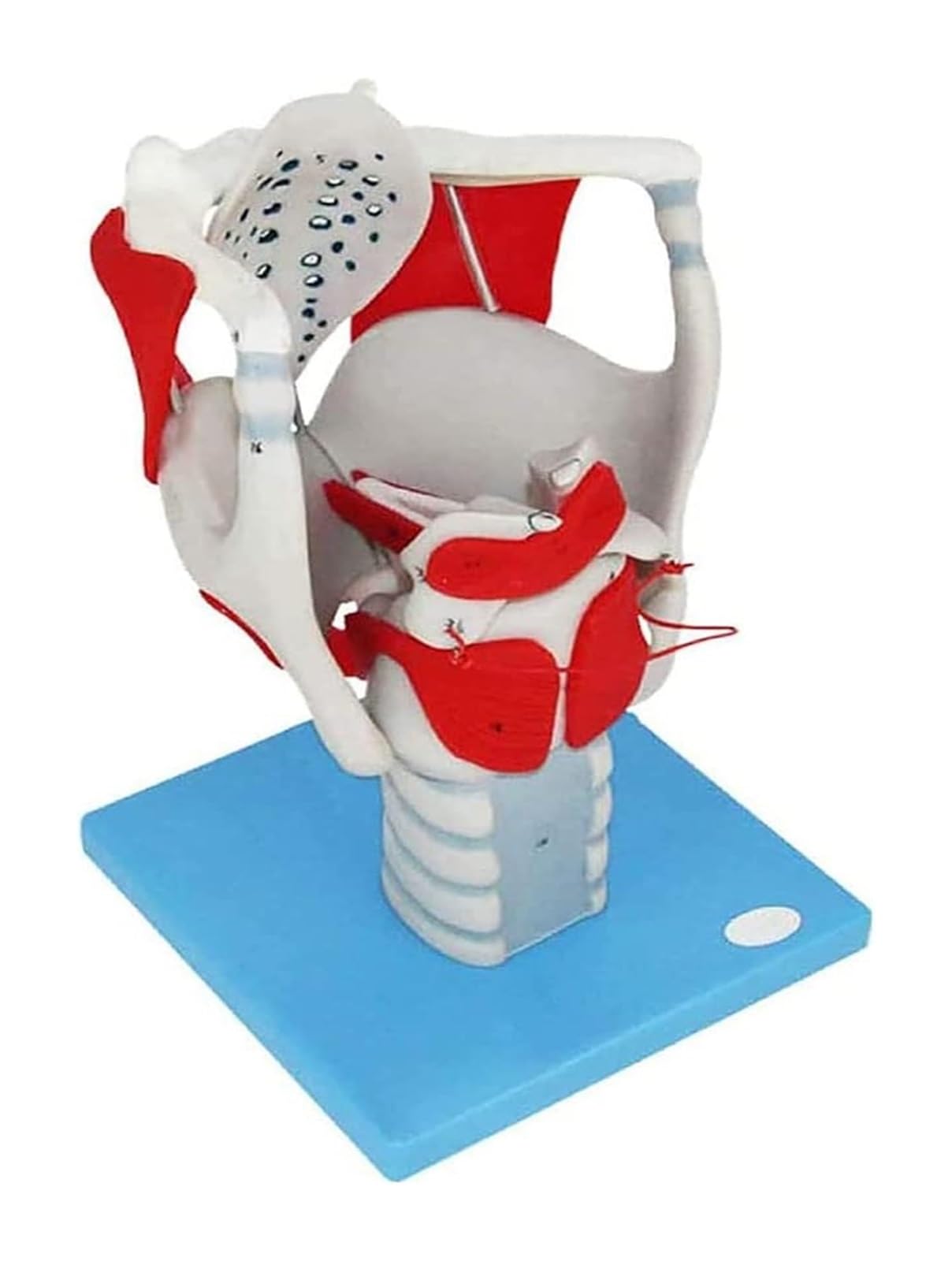 BUTKUS Modelo Anatómico De La Laringe Humana, Anatomía Médica De La Laringe Y El Pulmón for La Enseñanza De Clases De Ciencias Modelo De Exhibición Médica