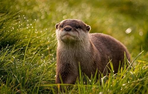 MADOMMED Poster Animal