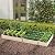 Giantex Raised Garden Bed with Trellis