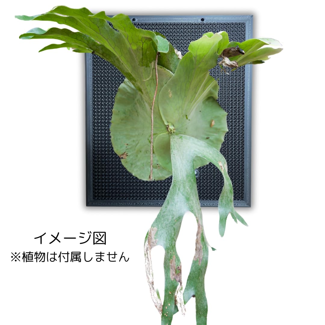 Amazon｜観葉植物着生用プレート シンプル形状 メッシュ構造 通気性