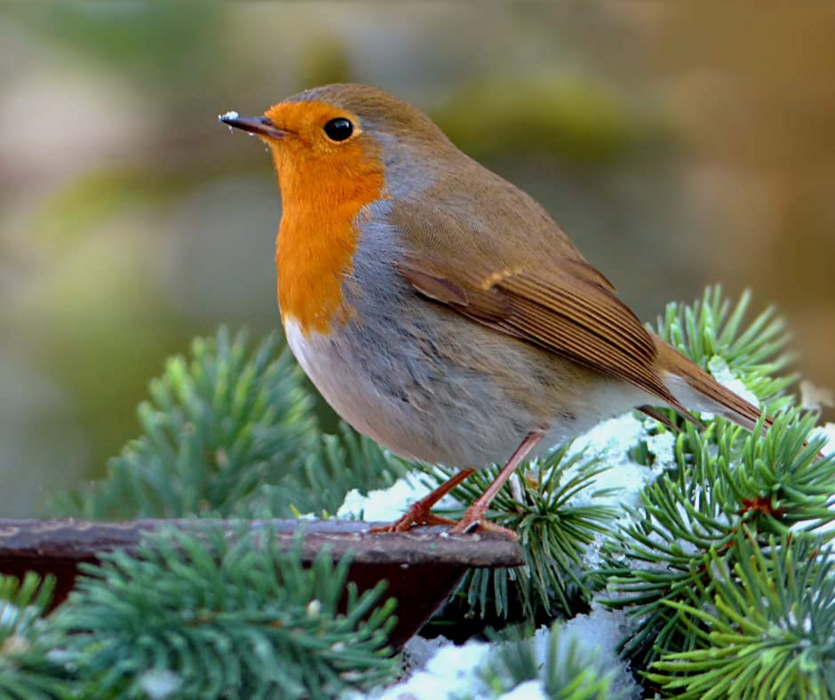 Coffret d'appeaux en bois Fuzeau pour s'amuser en famille et imiter les oiseaux en forêt