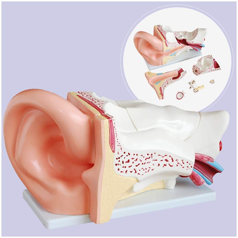 Buy Education Model of human ear Ear anatomical model Large human