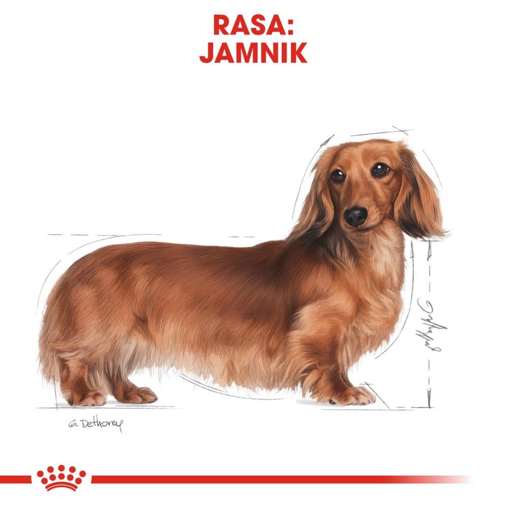 Royal Canin Dachshund Adult 28-7500 GR