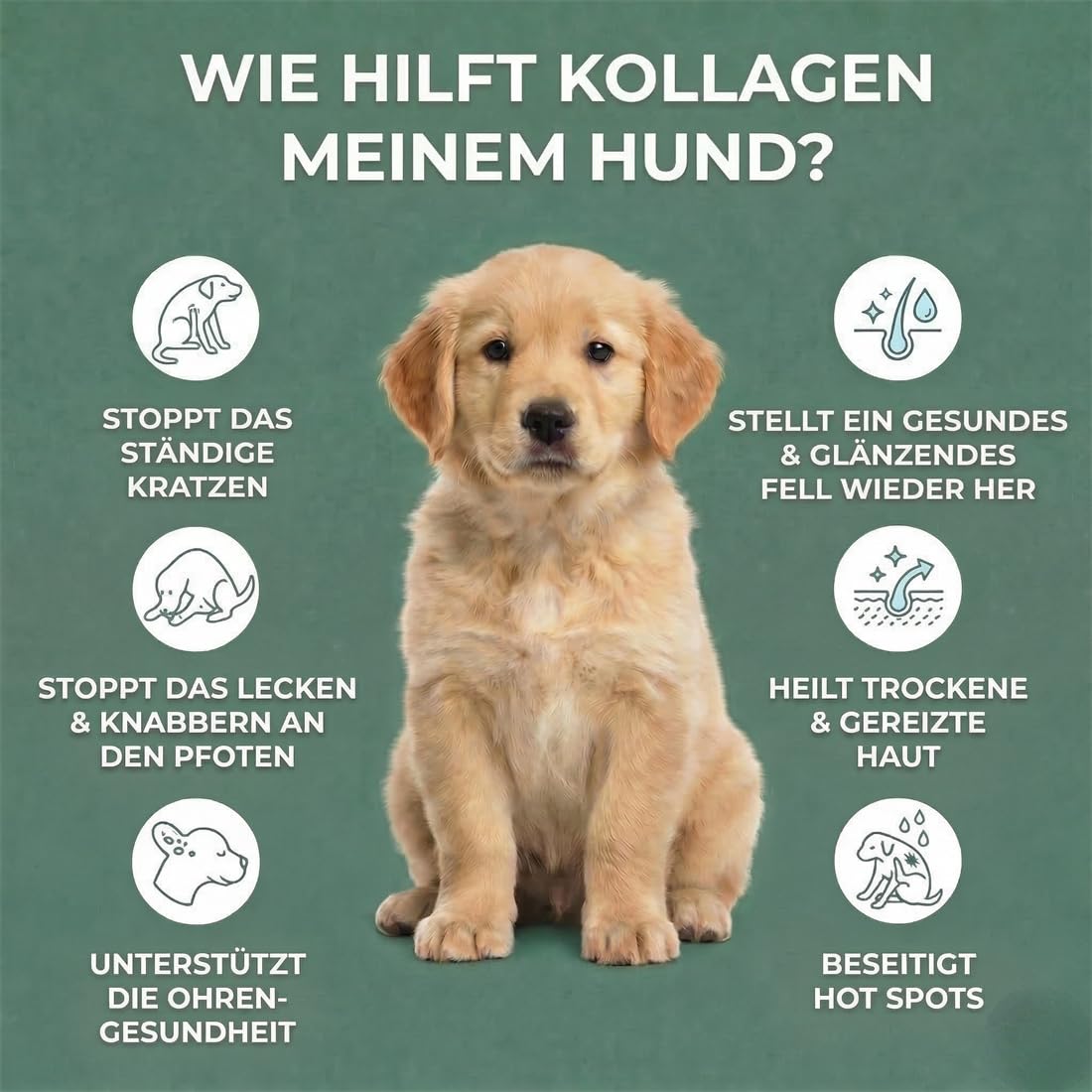Premium Flüssiges Kollagen für Hunde – Gelenke, Haut & Fell – Mit MSM, Biotin & Ingwer – 100% natürliche Zutaten, hohe Bioverfügbarkeit