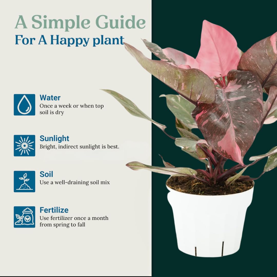 Amazon.com: Pink Princess Philodendron Live Plant - Indoor Plants Live  Houseplants - Elegant Philodendron Princess House Plant - Rare Pink Plants  : Grocery & Gourmet Food