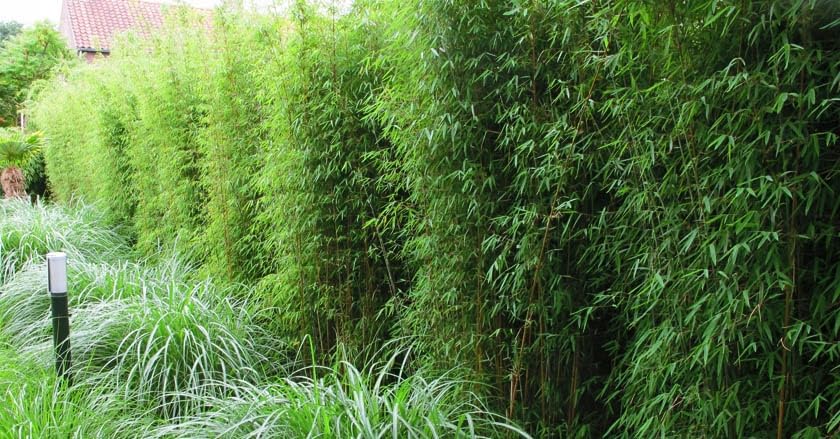 Stauden Gnge 1 x Fargesia murielae 'Rufa' im XXL Topf (Bambus/Bamboo/ Winterhart/Ziergras/Mehrjhrig) Heckenbambus - Pflegeleicht, winterhart und  wunderbar dicht - macht keine Wurzelauslufer : Amazon.de: Garten