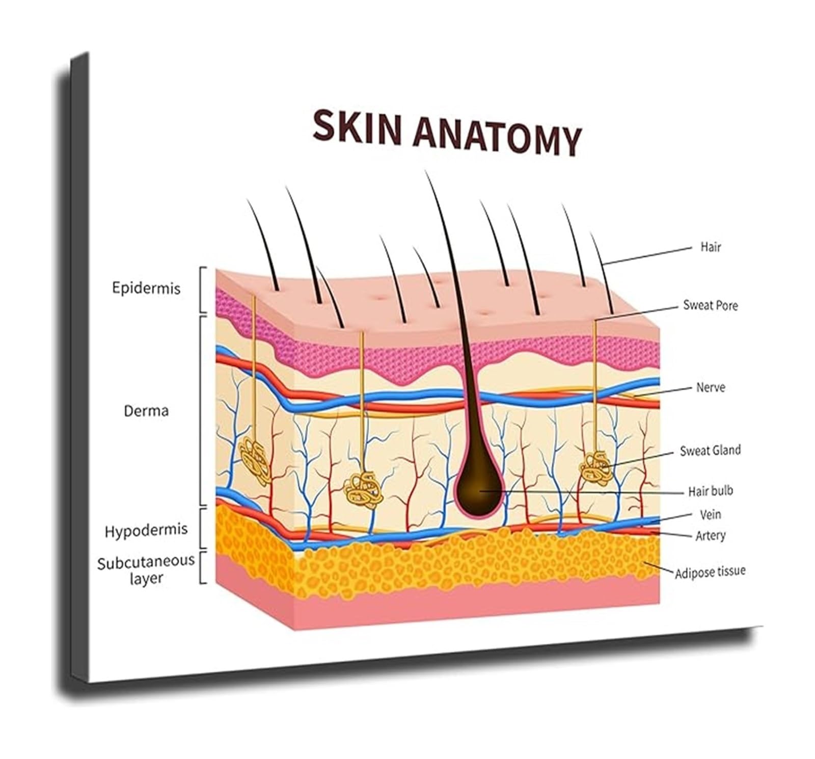 FOPURE Beauty and Dermatology Educational Poster Skin Anatomy Layers Chart for Training Office Decor(Framed,16x24inch(40x60cm))