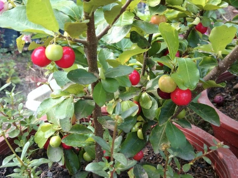GOLDEN BLOOM Barbados Cherry Apple Cherries Variety Fruit (Air Layering/Grafted) Live Plants & Tree (1-1.5 Ft Size) - (Next Year Get Fruits) (B0CR7HXSYJ) Amazon Price History, Amazon Price Tracker