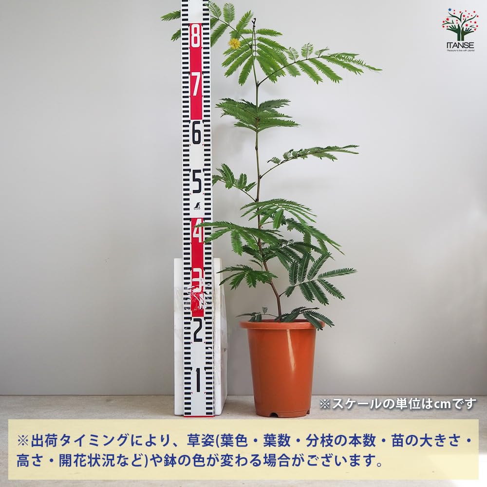 Amazon｜エバーフレッシュ(アカサヤネムノキ) 5号 1個売り【品種で