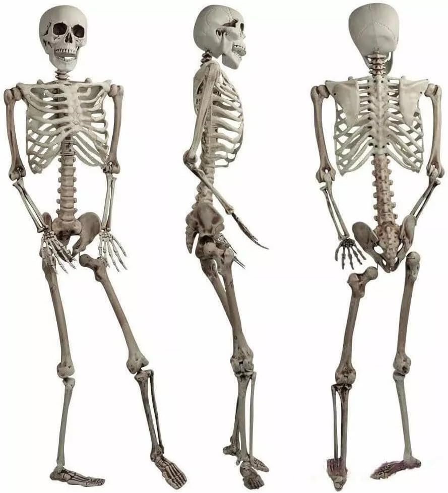 5.4 ft/165cm Halloween Skeleton, Posable Life Size Human Skeletons with Full Body Posable Joints, Adult Skeletons Plastic Human Bones for Halloween Props Spooky Haunted House Props, Outdoor Halloween