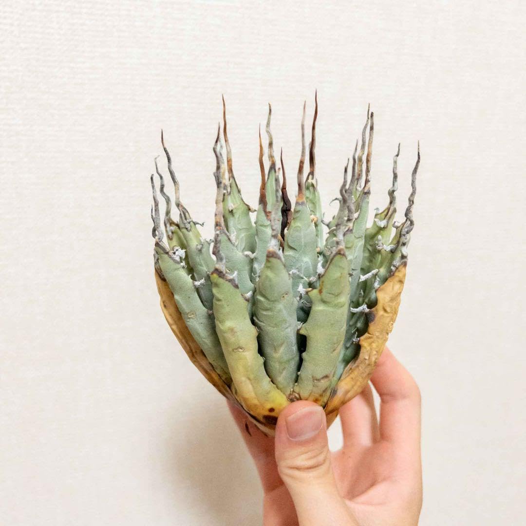15 ユタエンシス エボリスピナ 現地株 ベアルート 陽炎 アガベ