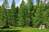 10st. Lärche – Larix decidua 25-50cm | Schnellwachsende Forst- & Gartenpflanze | Winterhart, robust & pflegeleicht, mit goldgelber Herbstfärbung | Wurzelware