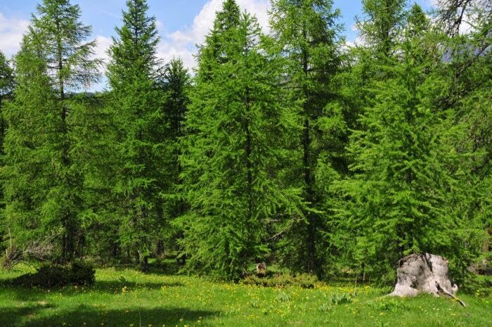 10st. Lärche – Larix decidua 25-50cm | Schnellwachsende Forst- & Gartenpflanze | Winterhart, robust & pflegeleicht, mit goldgelber Herbstfärbung | Wurzelware