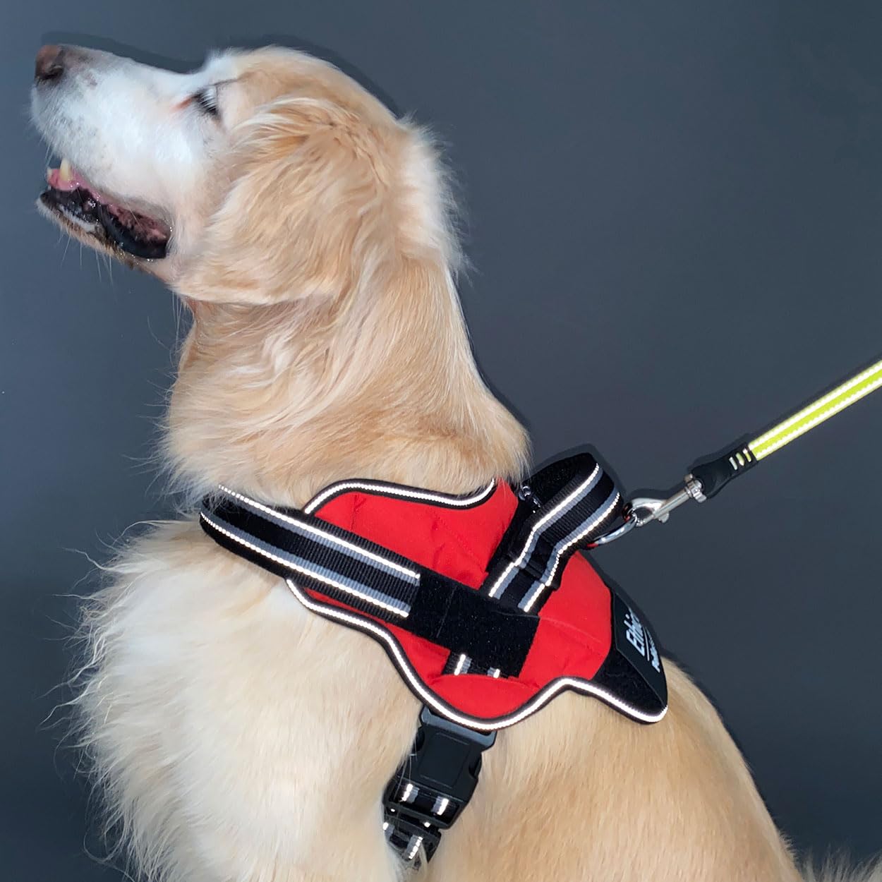 Amazon | ペティオ (Petio) 犬用胴輪 EthicalDoor（エシカルドア