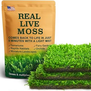 Real Live Hypnum Moss (8"x8") – Natural Sheet Moss for Terrariums, Bonsai, Reptile Habitats & Fairy Gardens – Reusable, Easy to Shape & Revives Quickly with Mist