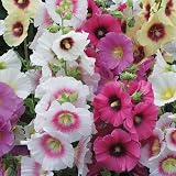 300 Mixed Hollyhock Seeds for Planting Hollyhock Flower Seeds Outdoors Perennial