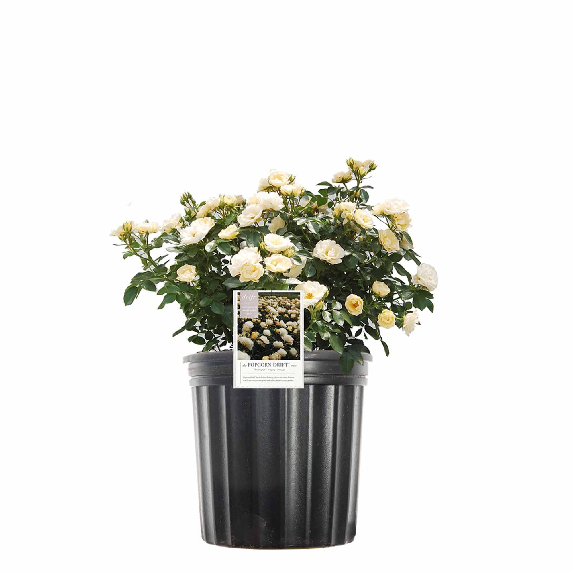 Popcorn Drift Rose