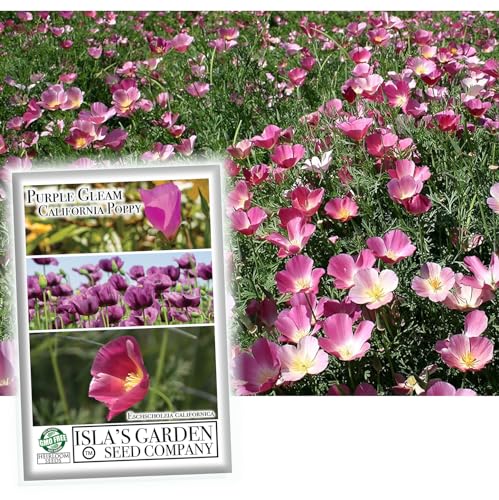 Purple Gleam California Poppy Flower Seeds for Planting, 1000+ Seeds