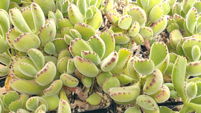Amazon.com : Cotyledon Tomentosa Bear Paw Succulent | Succulent Care| 2  inch | : Patio, Lawn & Garden