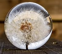 Vista 1 de FloraCulture Pisapapeles Diente de león