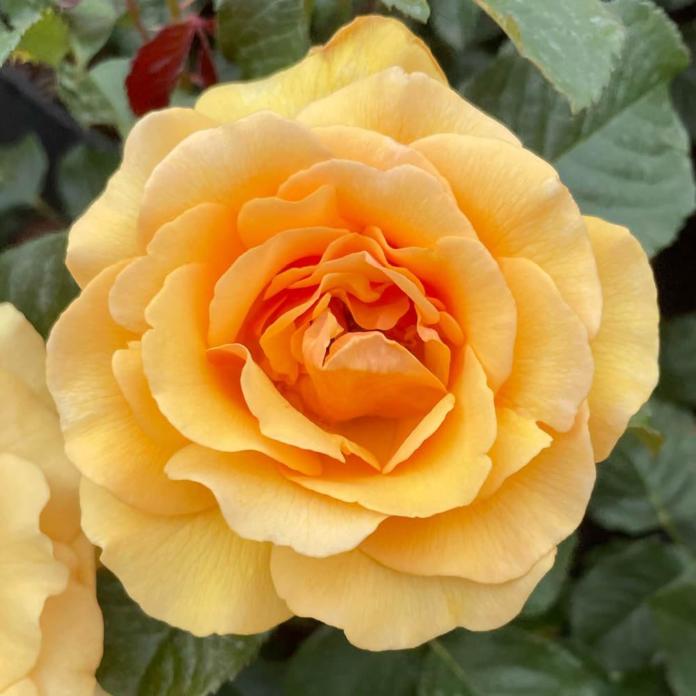 Yougarden Harkness Roses Robert's RoseEstablished Plant In 4 Litre PotReady To PlantFragrant Amber Yellow FlowersGrow In Patio Pots, from B&Q