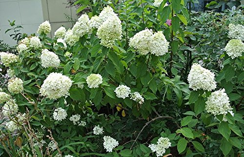 50 Pee Gee Hydrangea Paniculata Peegee Panicle White Pink Flower Shrub Seeds #TOP6