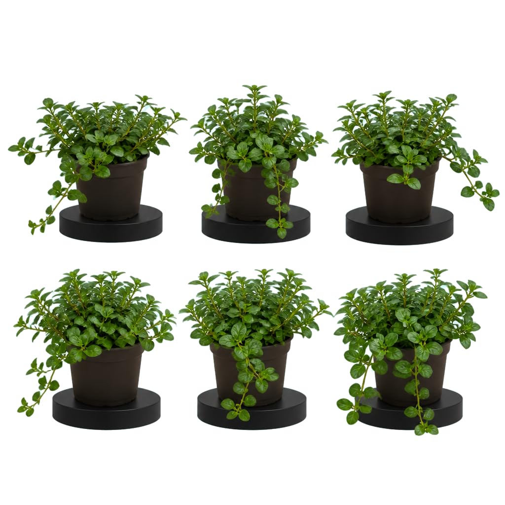 Mentha Piperita Menta Chocolate - Grupo de 6 Plantas - 25-30 cm de Altura - para Regalo Natural - DECOALIVE