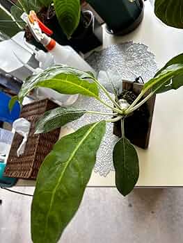 蟻植物の寄せ植え レカノプテリス・デパリオイデス ミルメコディア　ツベローサ 蟻植物の寄せ植え レカノプテリス・デパリオイデス