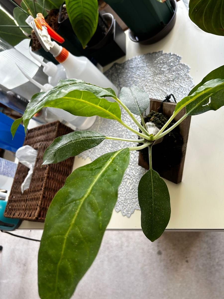 Amazon.co.jp: アリ植物 ミルメコディア ツベローサ 板付け