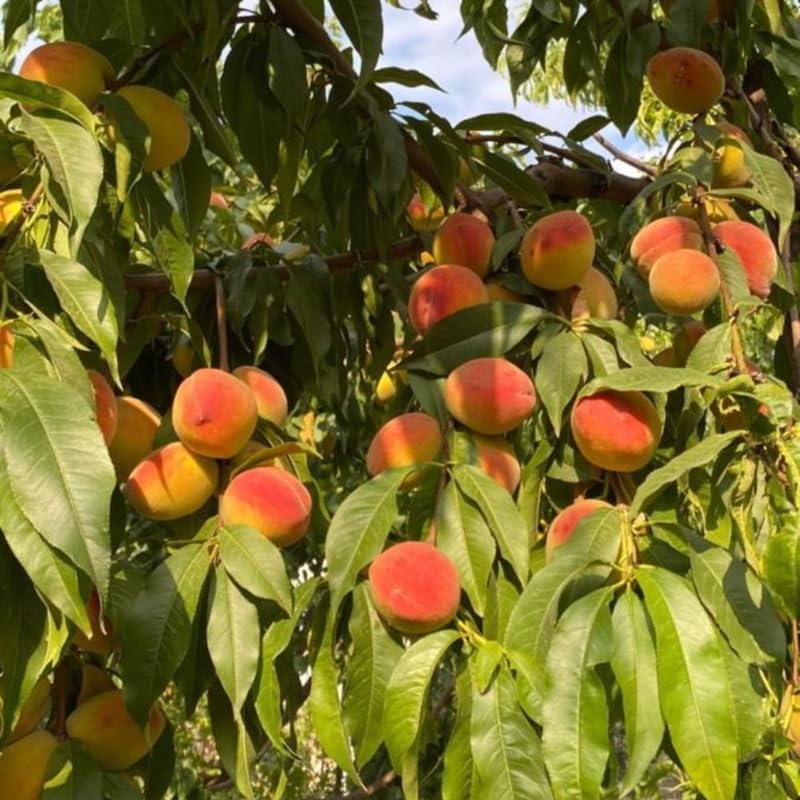 Live Red Peach Tree in 3 Gallon Pot, Peach Seedling Plant, Winter Hardy Sweet Fruit Tree for Outdoor Growing, No Ship to CA