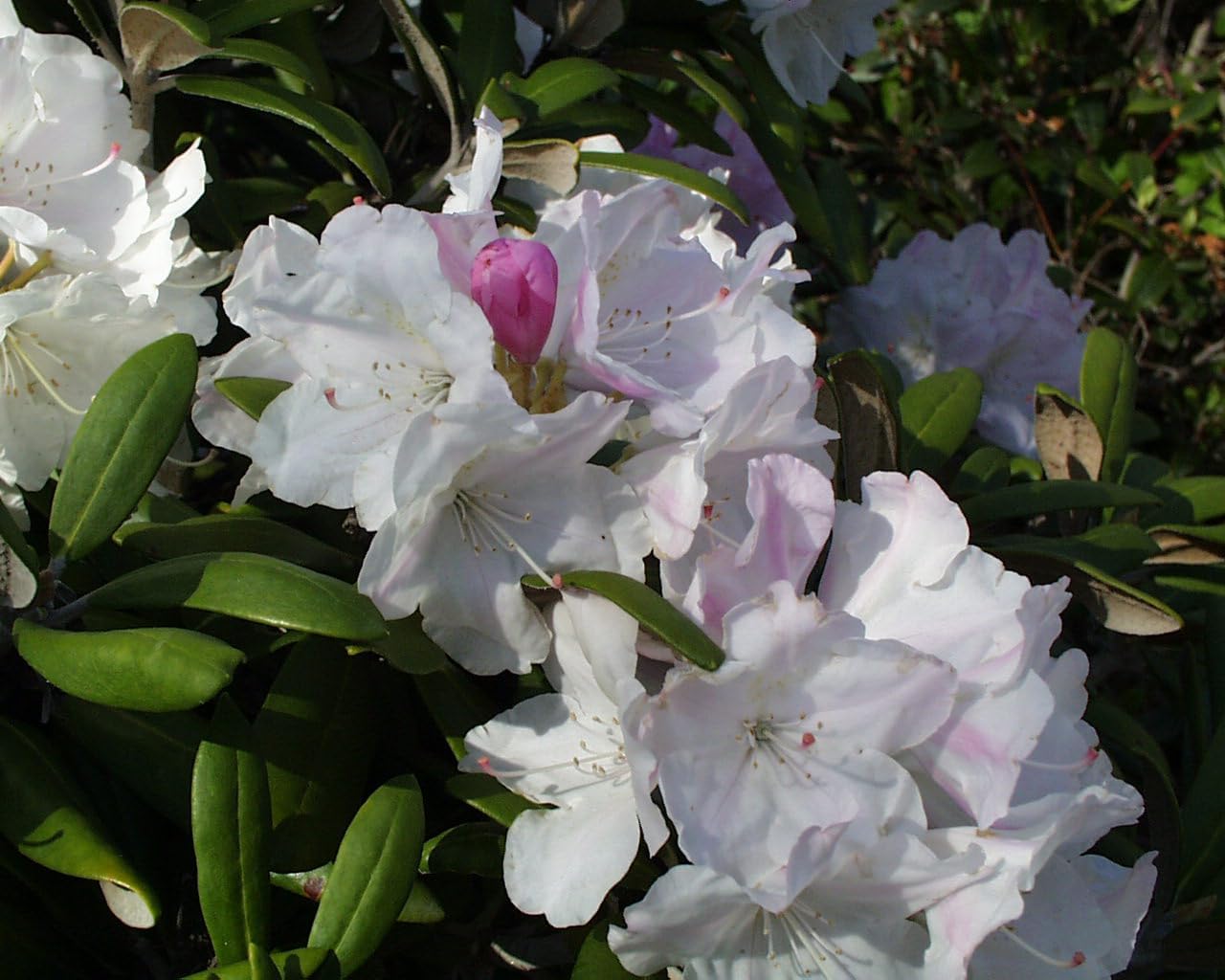 Live Plant from Green Promise Farms - Rhododendron cat. Cunninghams White #2 Gallon Size Container White Flowers - Does NOT Ship to AZ, CA, HI, ID, MT, NV, OR, PR, UT & WA!