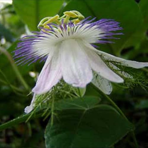 Miniatura 5 de Semillas de limón de agua silvestre (Passiflora foetida) Más de 2 semillas de frutas tropicales raras para el jardinero y coleccionista de semillas