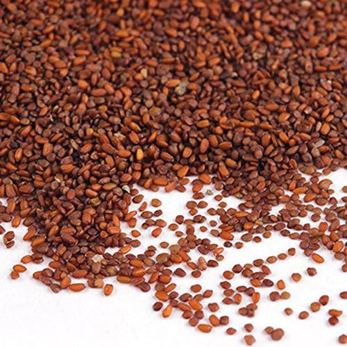 Aquarium Temple Plant Seeds Vibrant Green Tropical Hygrophila Plant for Freshwater Fish Tanks Easy Grow Carpet Plants Size 1PC