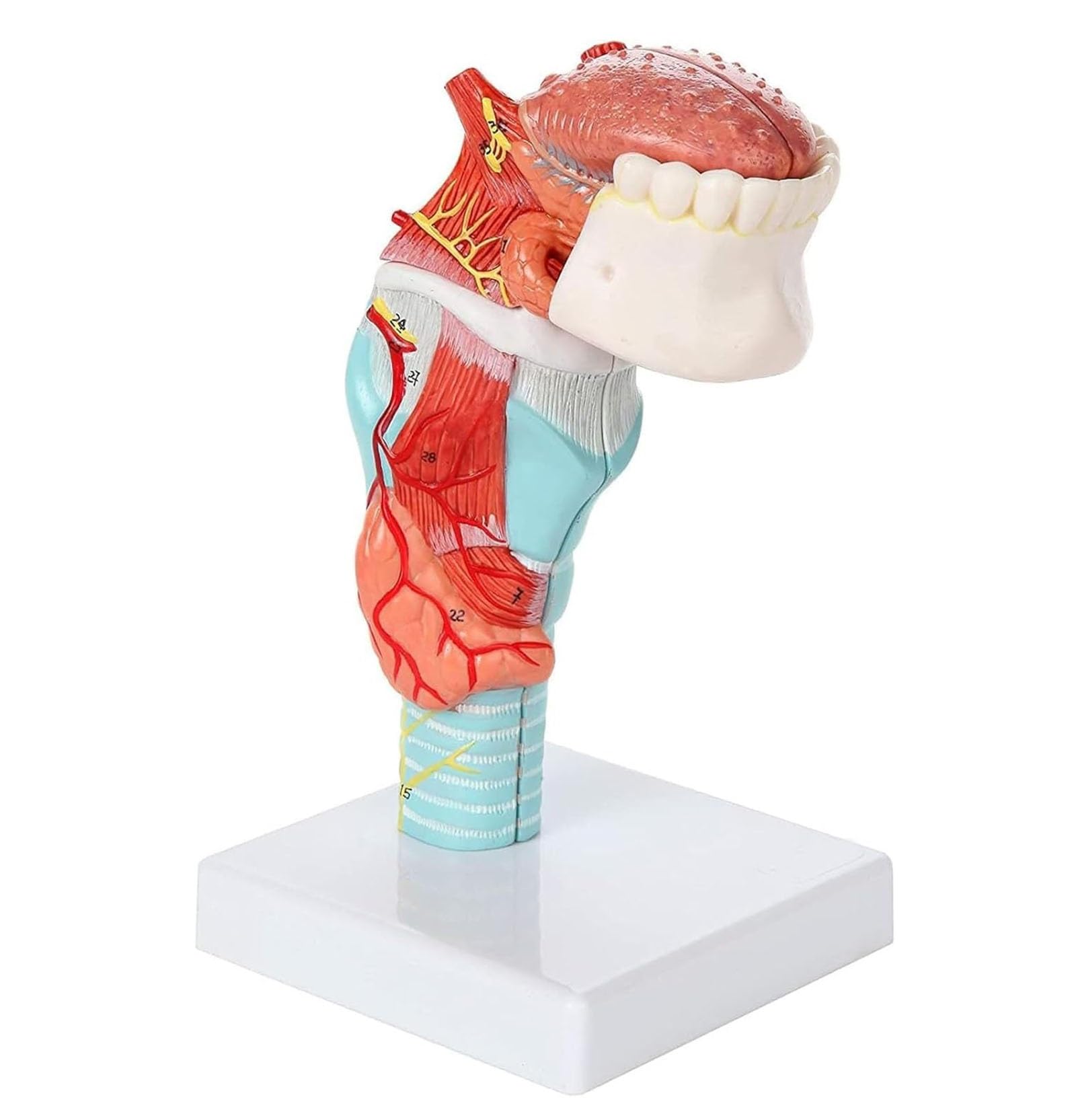 Modello anatomico della laringe umana con lingua e tiroide per educazione medica, strumento didattico per gola e testa
