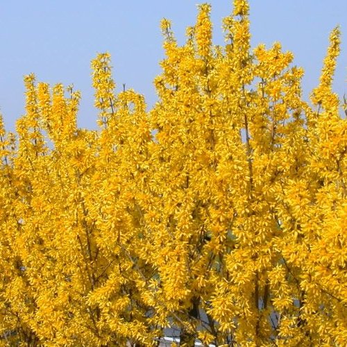 GardenersDream Forsythia Lynwood Plant in Pot - Outdoor Garden Ready Hardy Shrub - Deciduous Decorative Garden Plant - Beautiful Flowering Shrub for Gardens (15-25 cm incl. 9 cm Pot)