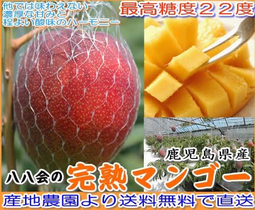 Amazon 送料無料 産地直送 最高糖度２２度 太陽のタマゴを遙かにしのぐ驚きの美味しさ 鹿児島県産 八八会の鉢植え栽培完熟アップルマンゴー 約350g大玉2lサイズ B品 ご家庭用 パック入 はちまるはち 果物 通販
