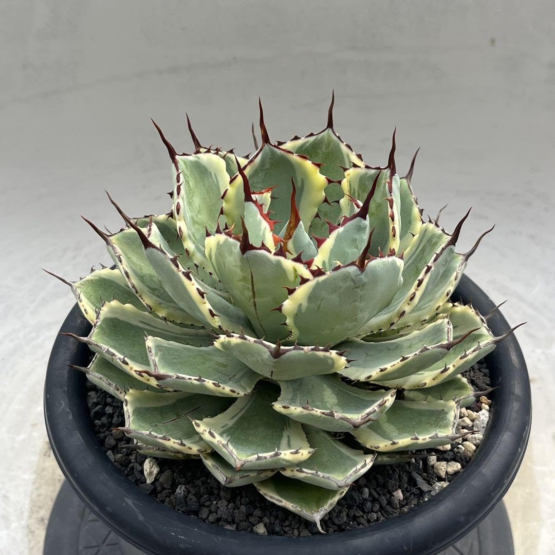 アガベ ベビーティース 錦 菊鉢7号 アガベ ベビーティース 錦 菊