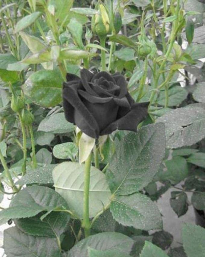 Earth Hopper Rose Flower Seeds For Home Lawn Garden - 20 Seeds Eco Pack (Black) (B09SDYK72R) Amazon Price History, Amazon Price Tracker